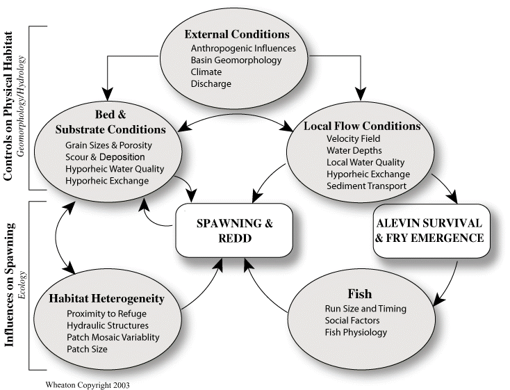 Conceptual Spawning Model